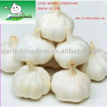 Sell 2010 Fresh Garlic